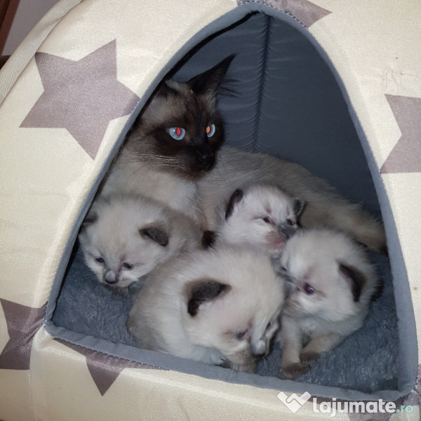 Vand pisici si pisicuti  adroa-zoo