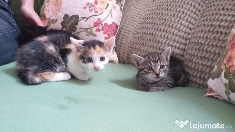 Bona pentru pisici, caini sau alte animale Pet Nanny Cluj Napoca