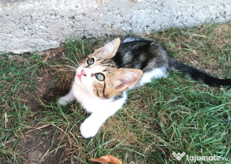 Donez trei pisici  adroa-zoo