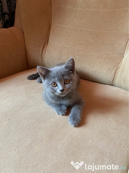 Pisici corcitură British Shorthair Blue  adroa-zoo