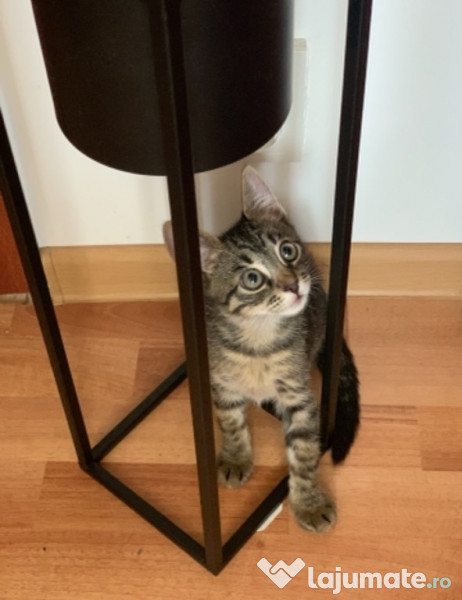 ofer spre adoptie doi pisoi gratuit bucuresti adroa-zoo