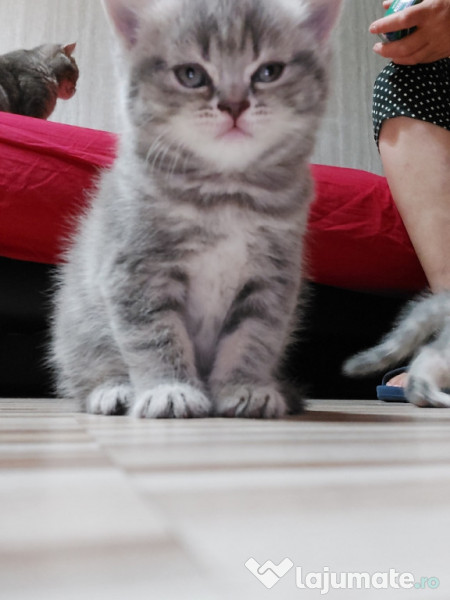 Pui pisica british shorthair fetita, 1.250 lei - Lajumate.ro
