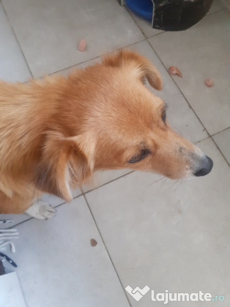 Pisicute petru adopție pisica pui motan pisicuțe pisici Brăila 