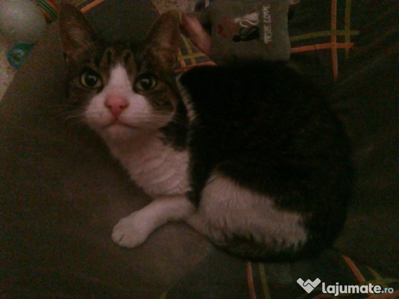 Ofer pisici spre adoptie adroi-zoo