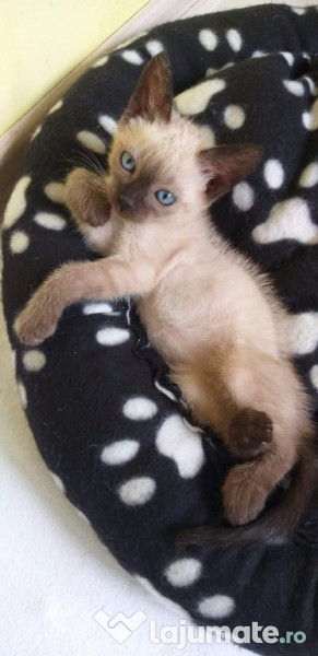 pui pisica american shorthair cu ochi albastri! adroi-zoo