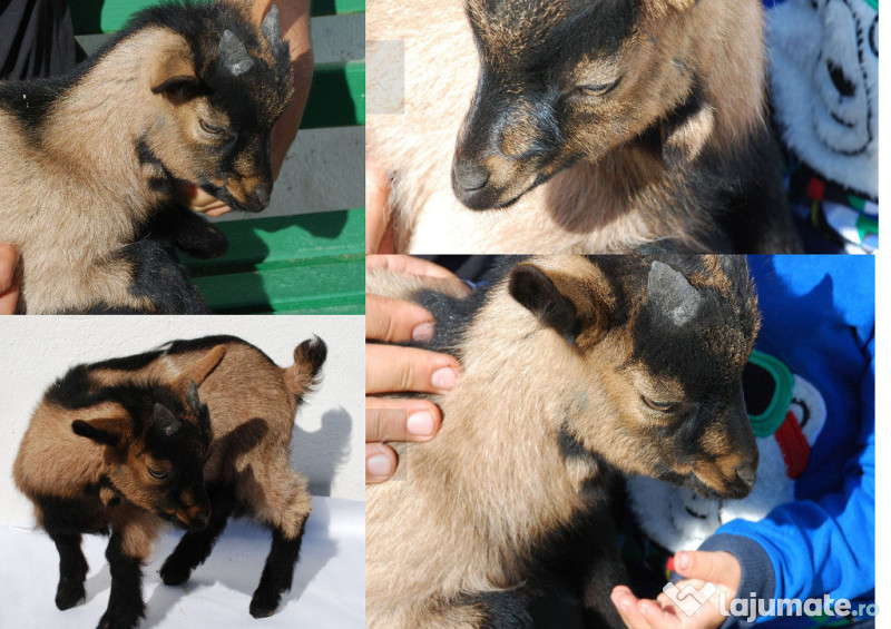 Vand pinscher pitic Timișoara adroi-zoo