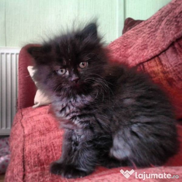 Pisici-Maine Coon- Chinchilla silver shaded adroe-zoo