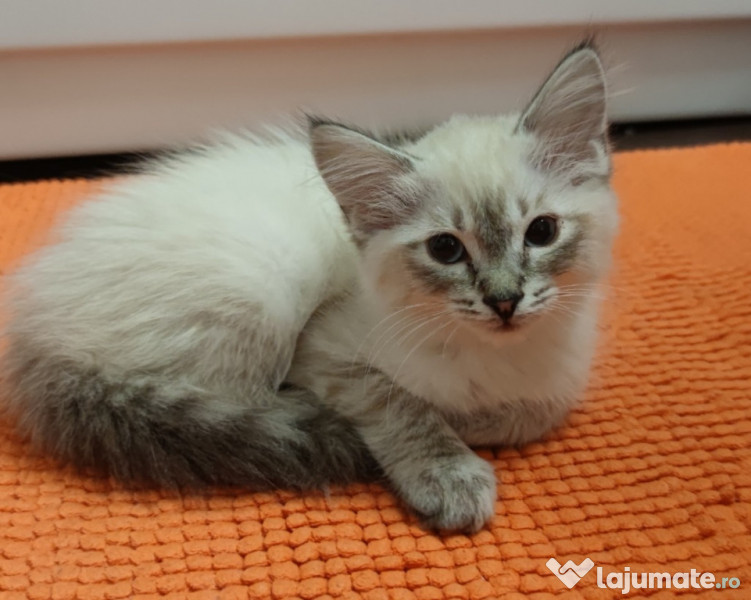 pisica ragdoll de vanzare Online Shopping for Women, Men, Kids