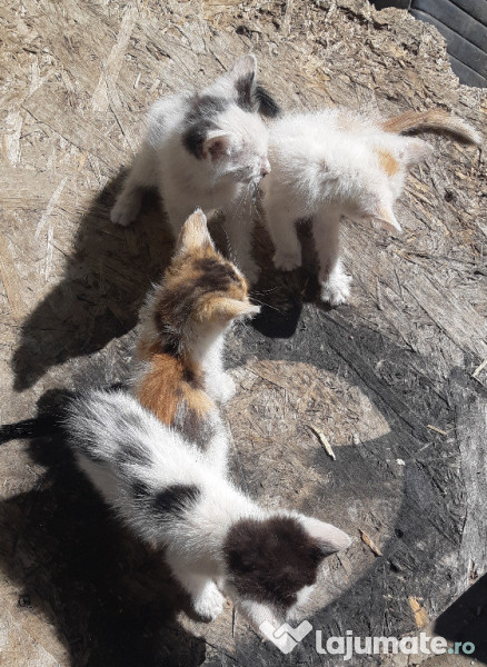 Donez trei pisici adroa-zoo