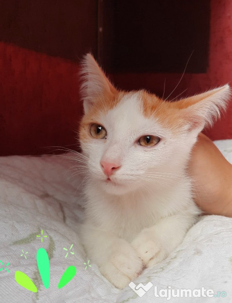 Pui pisica motan roscat si femela roscata  adroa-zoo