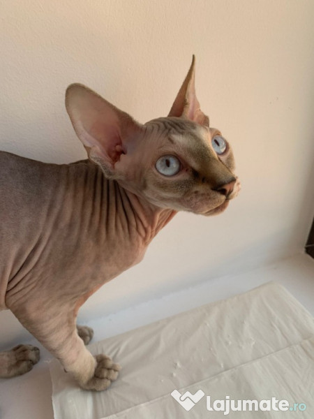 Pisoi Sphynx Sphinx adroi-zoo