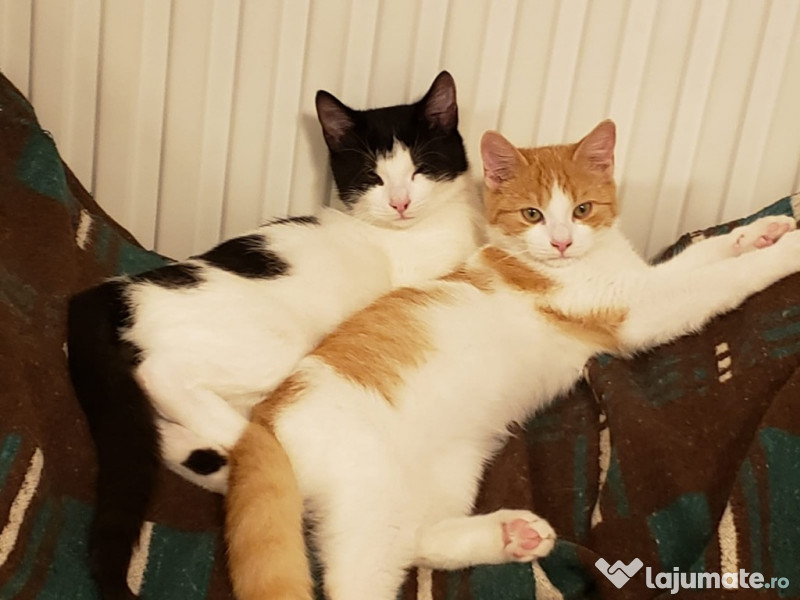 trei motanei - adoptie pisici pisica motani adroa-zoo