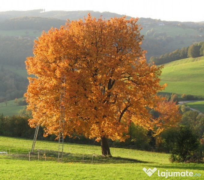 Arbore Sorb Scorus Sorbus Torminalis 15 Lei Lajumate Ro