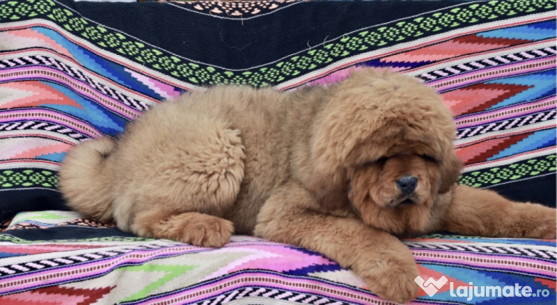 Pui mastiff tibetan originali părinții cu pedigree adroe-zoo