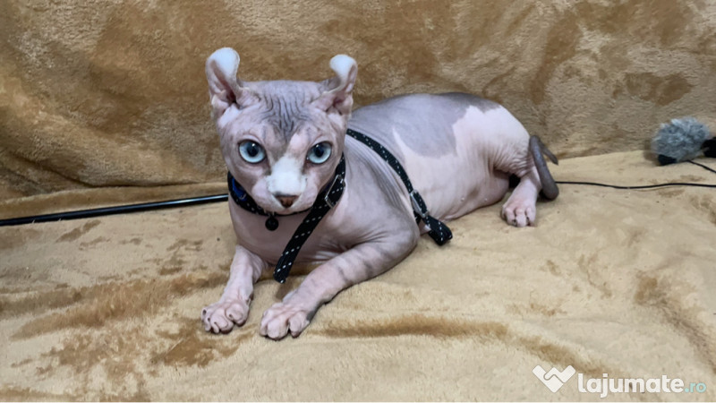 Pisici Sphynx sfinx mascul femela 3 luni adroa-zoo