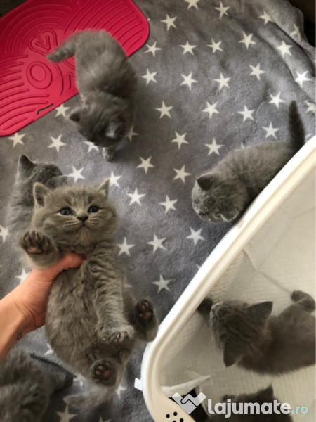 Mascul british shorthair Cluj-Napoca adroa-zoo