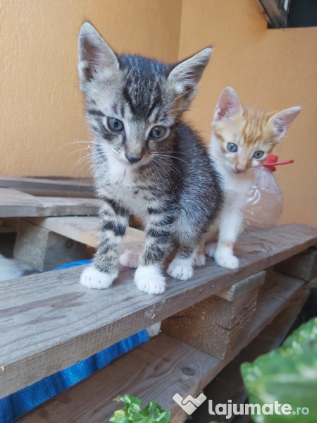 Adoptie pui pisica GRATUIT București adroa-zoo