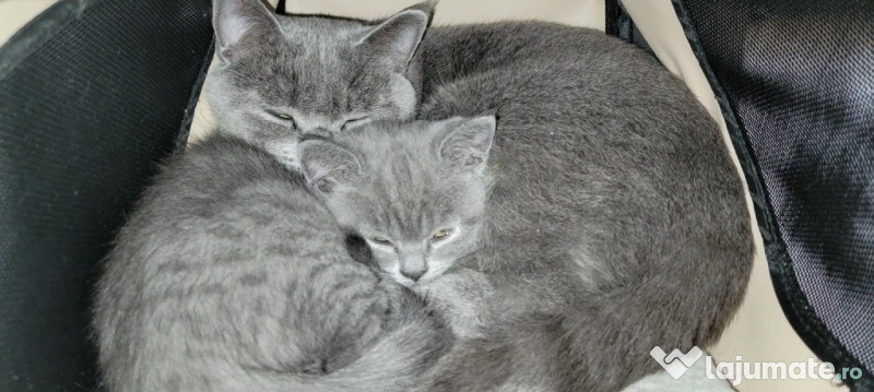 Pisici corcitură British Shorthair Blue adroa-zoo