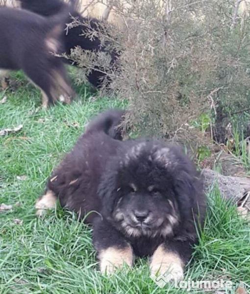 Tibetan mastiff de fashion vanzare