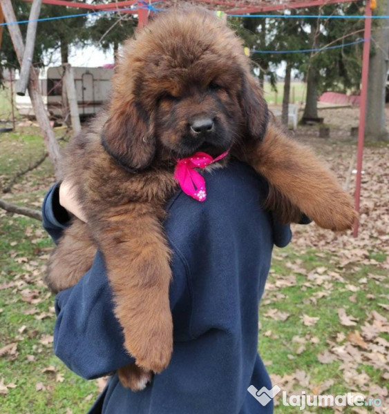 Tibetan mastiff de fashion vanzare