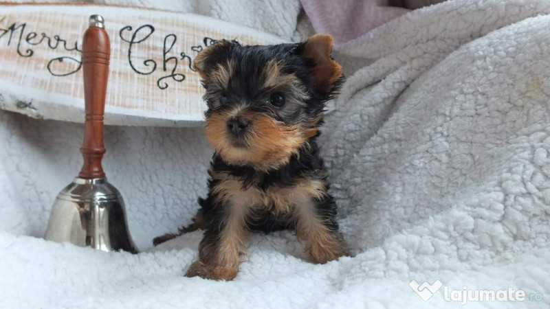 Yorkshire Terrier Talie Mini Toy 1 000 Lei Lajumate Ro