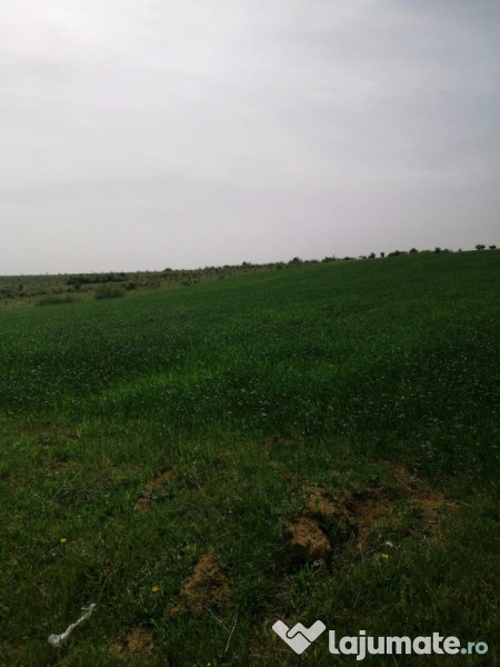 Teren Agricol 50000 Mp Adroa Realty Buy