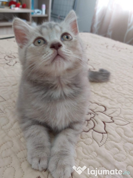 Pisici de vanzare British Scottish Fold Târgoviște adroi-zoo