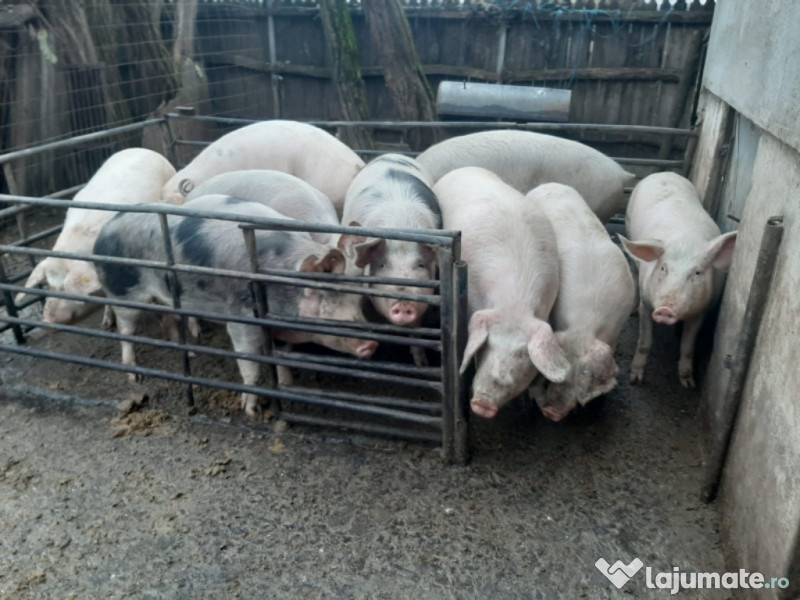 Vand Porci 70 100kg Adroa Zoo