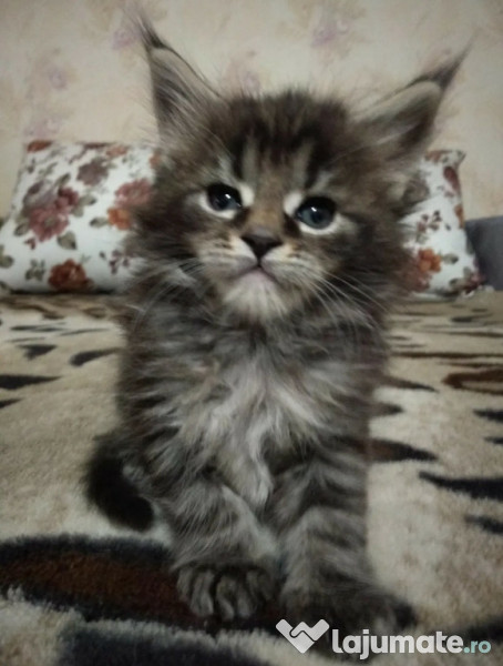 Pisici-Maine Coon- Chinchilla silver shaded adroe-zoo