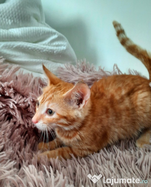 Pui pisic roscat motan  adroi-zoo