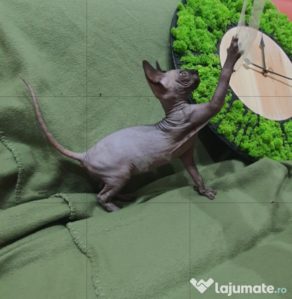 Vând pui Sphynx 9 saptămâni adroi-zoo