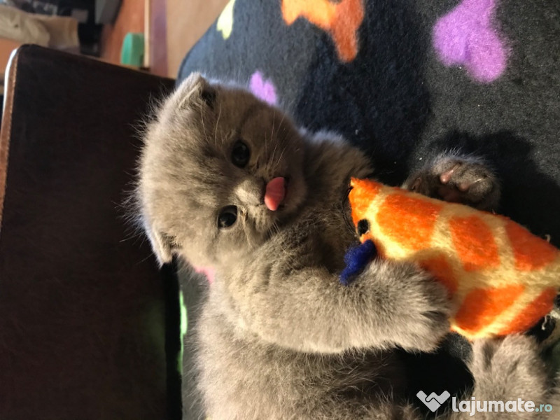Pisici Scottish fold grilila ,si British shorthair lila adroi-zoo