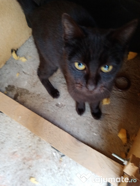 Pisici spre adoptie in Voluntari, zona Pipera  adroi-zoo