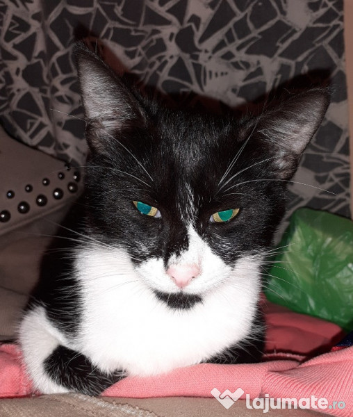 trei motanei - adoptie pisici pisica motani adroa-zoo