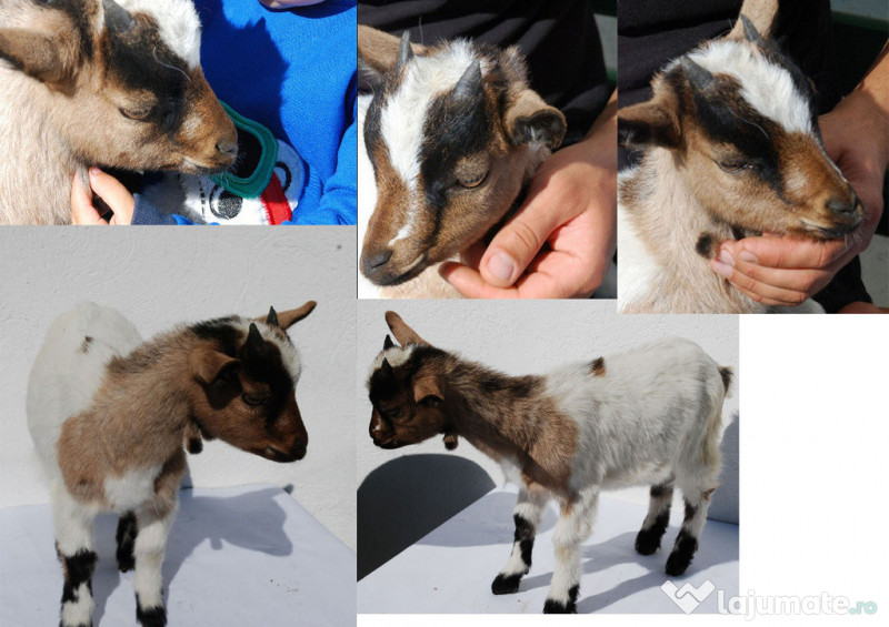 Vand c ei rasa Pudel pitic Timi oara adroa-zoo