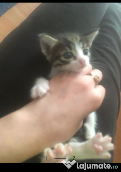 3 pisici pentru adoptie  adroa-zoo
