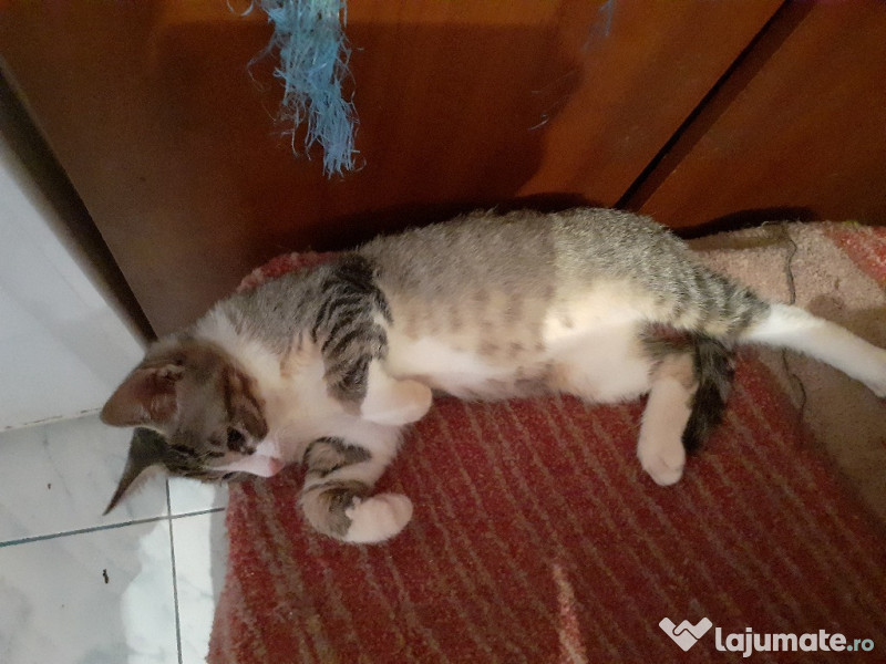 Donez pentru adoptie, pisici si motani de 3 si 4 luni adroi-zoo