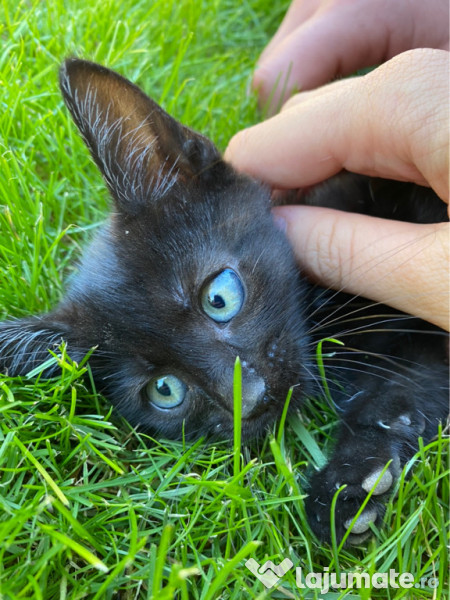 Adoptie pui pisica GRATUIT București adroa-zoo