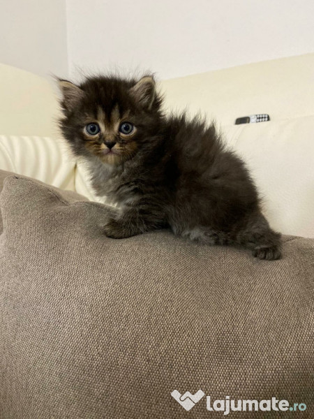Pisici-Maine Coon- Chinchilla silver shaded adroe-zoo