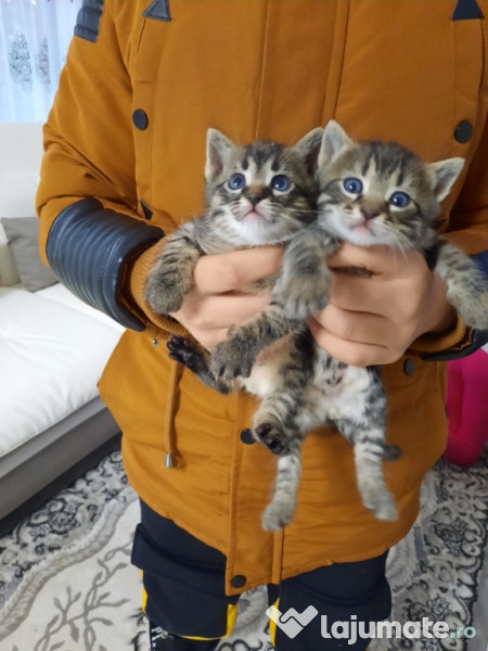 Vand pui de pisica rasa maine coon. Iași adroa-zoo