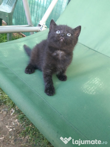 Pisici-Maine Coon- Chinchilla silver shaded adroe-zoo