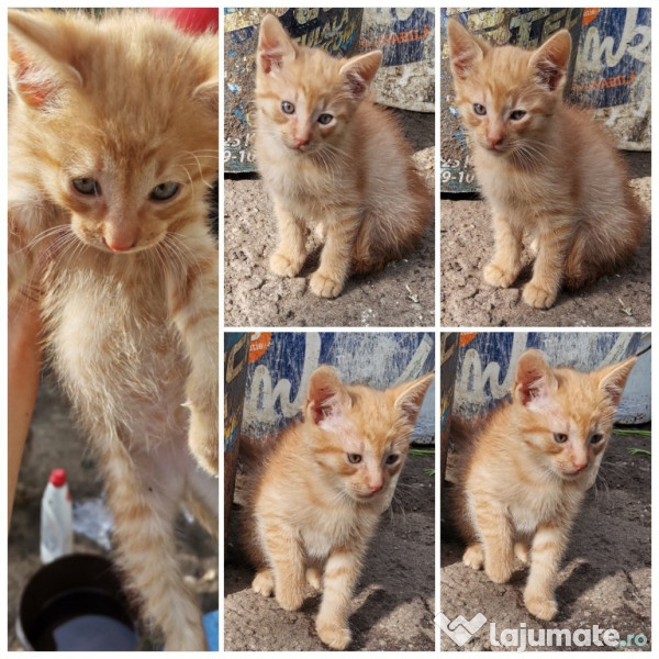 pisoi mici pentru adoptie gratuit bucuresti  adroa-zoo