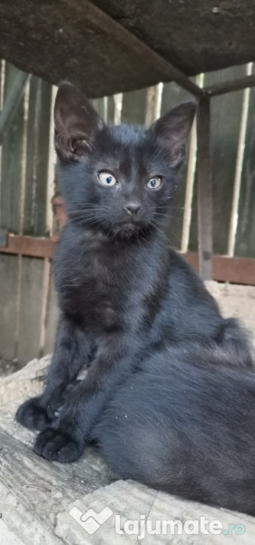 Adoptie Motanel București adroi-zoo