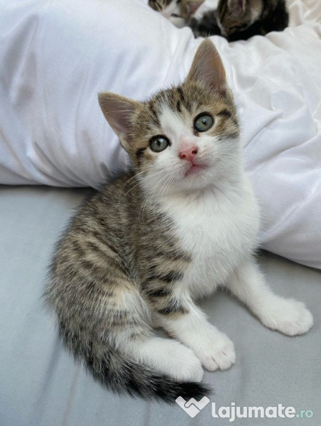 Bona pentru pisici, caini sau alte animale Pet Nanny Cluj Napoca