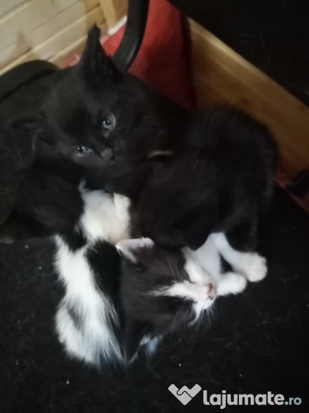 Adoptie pisica gratuit  adroi-zoo