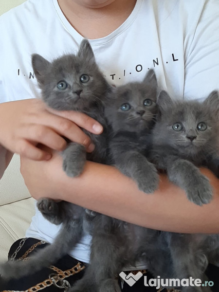 Pisici-Maine Coon- Chinchilla silver shaded adroe-zoo