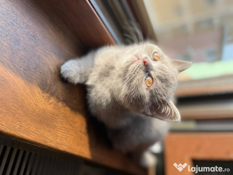 Pisici Scottish Fold si British adroa-zoo
