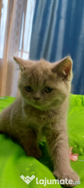 Bona pentru pisici, caini sau alte animale Pet Nanny Cluj Napoca