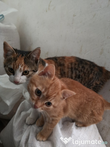 Donez Pisici Dambovita adroa-zoo