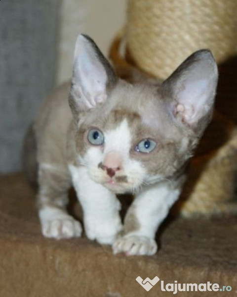pisici sphynx !!! Iași adroi-zoo